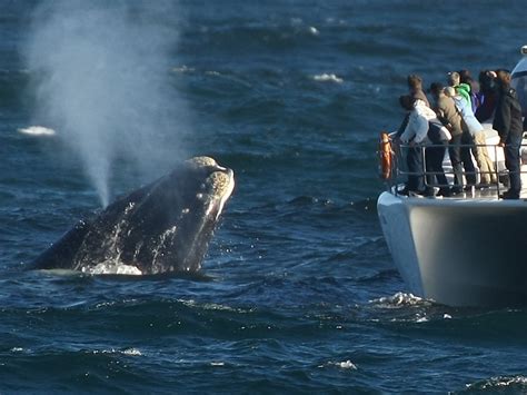 whales in hermanus season|Whale watching season in Hermanus